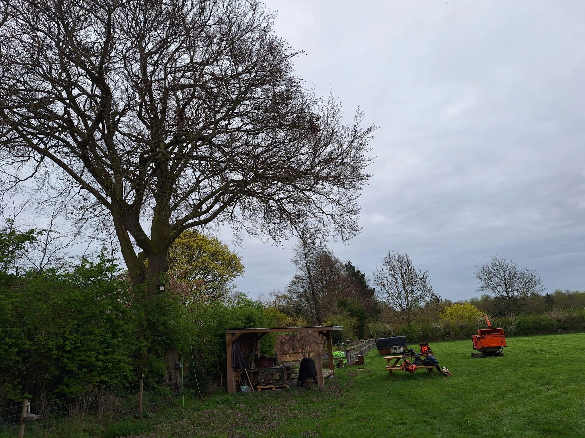 Large tree with bare branches in a green field under cloudy sky.