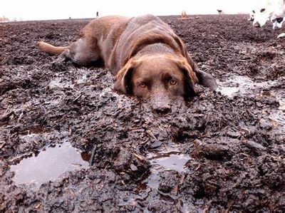 Dogs love mud