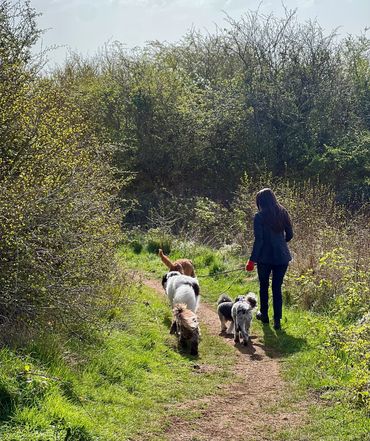 Person walking three dogs on a sunny forest path.