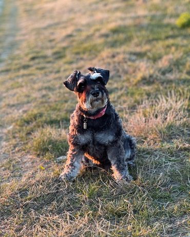 A small dog sitting on grassy ground during golden hour.