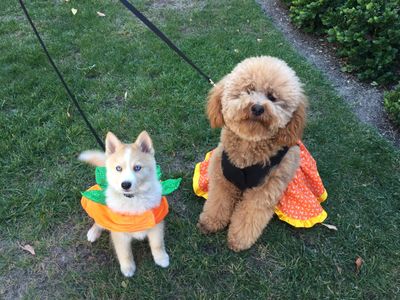 Pomksy puppy in pumpkin costume and GoldenDoodle in Halloween Dress.