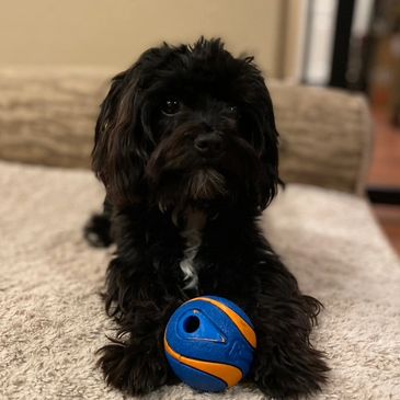 Dog Overnight Boarding
Black Yorki-poo with a ball