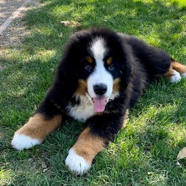 Bernese Mtn Dog Puppy at the dog park