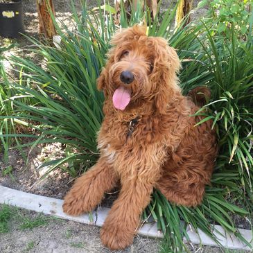 Doggie Day Care - Pet Sitting
Bernerdoodle sitting in plants