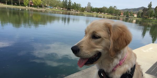 Golden Retreiver Puppy - Dog Walking by the Lake