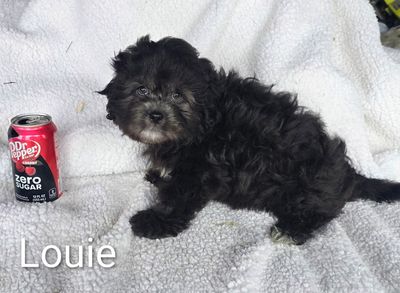 Pes Teddy Bear Puppies Black River Falls Wi Teddy Bear Puppy Brown And White ID: 21305 Located At Petland Janesville,  Wisconsin