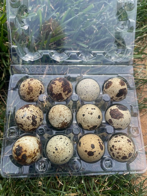 Coturnix Quail eggs