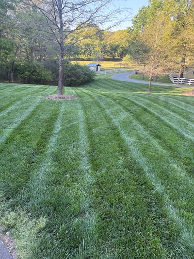 Freshly mowed lawn with striped patterns and surrounding trees.