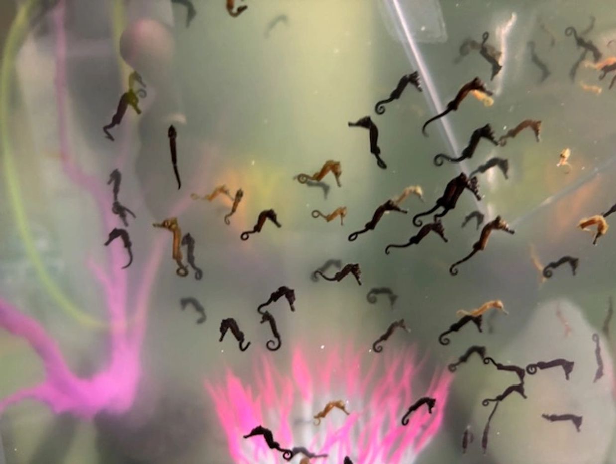 Small seahorses swimming in a tank with pink coral.