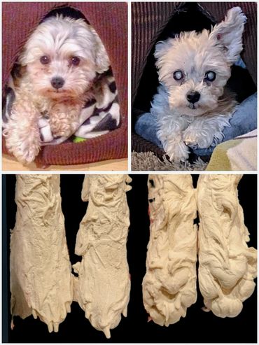 Dog photos with memorial paw casts
