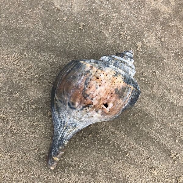 A weathered seashell resting on sandy beach.