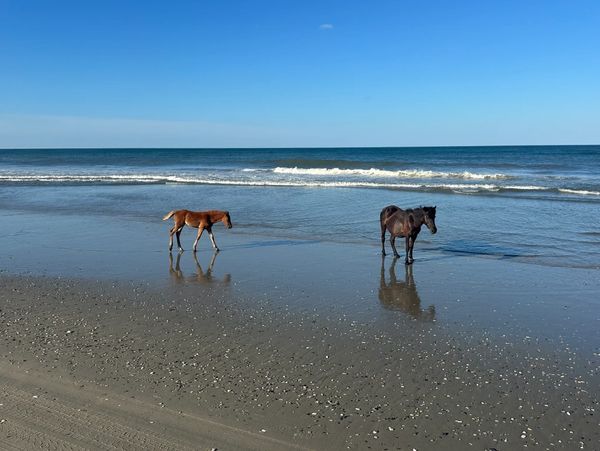 Two horses walking on a wet sandy beach with ocean waves in the background.