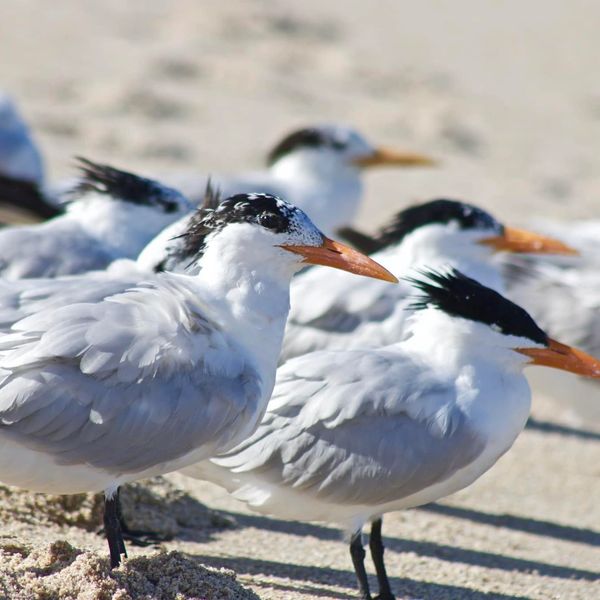 Bird watching on Hutchinson Island by Susan Rudolph