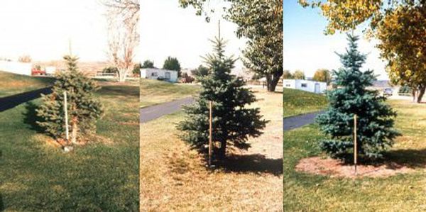 Results of a tree having been fertilized.