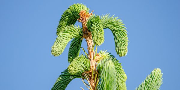 A tree attacked by a pine weevil.