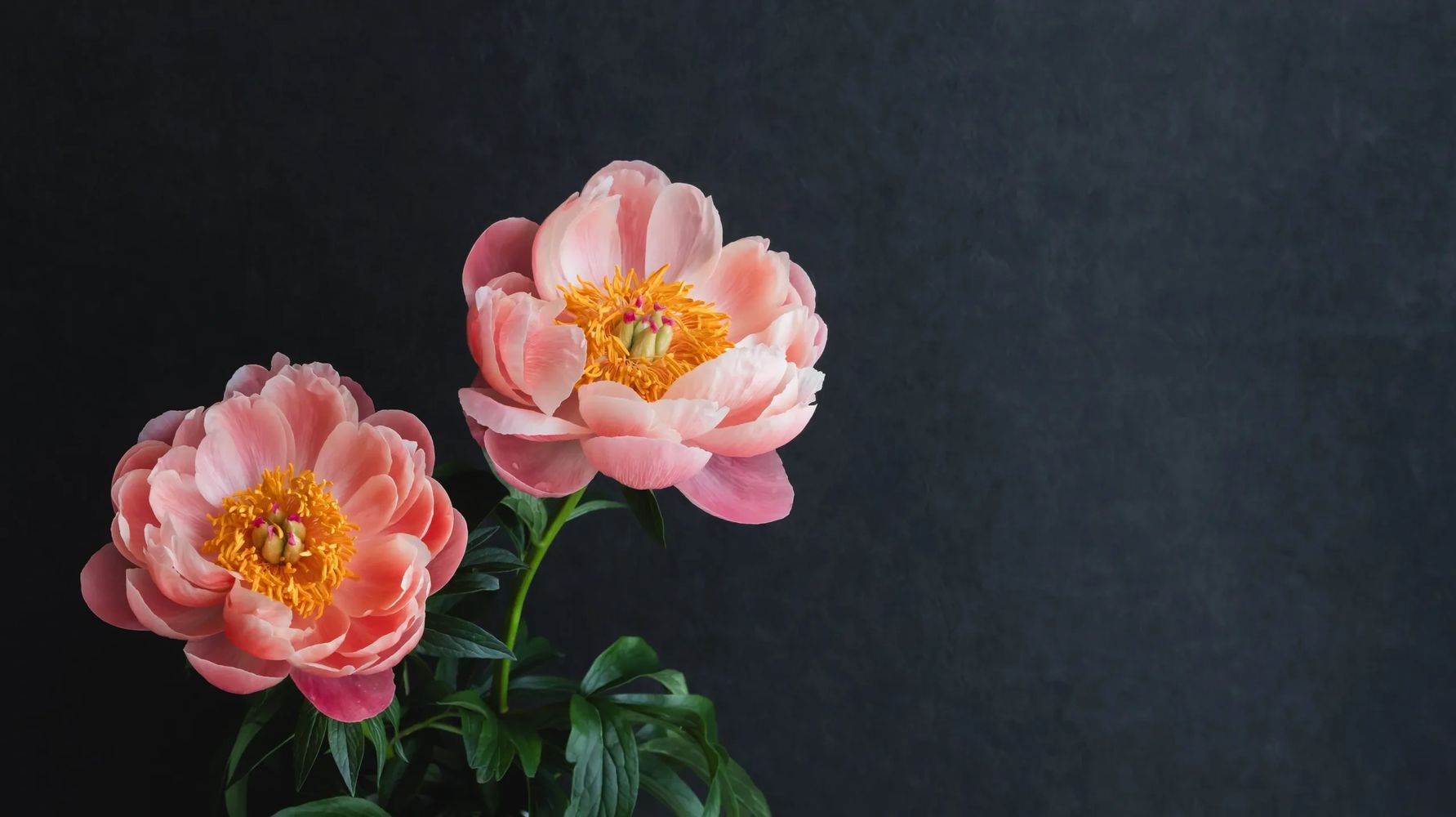 Two pink peonies with vibrant yellow centers against a dark background.
