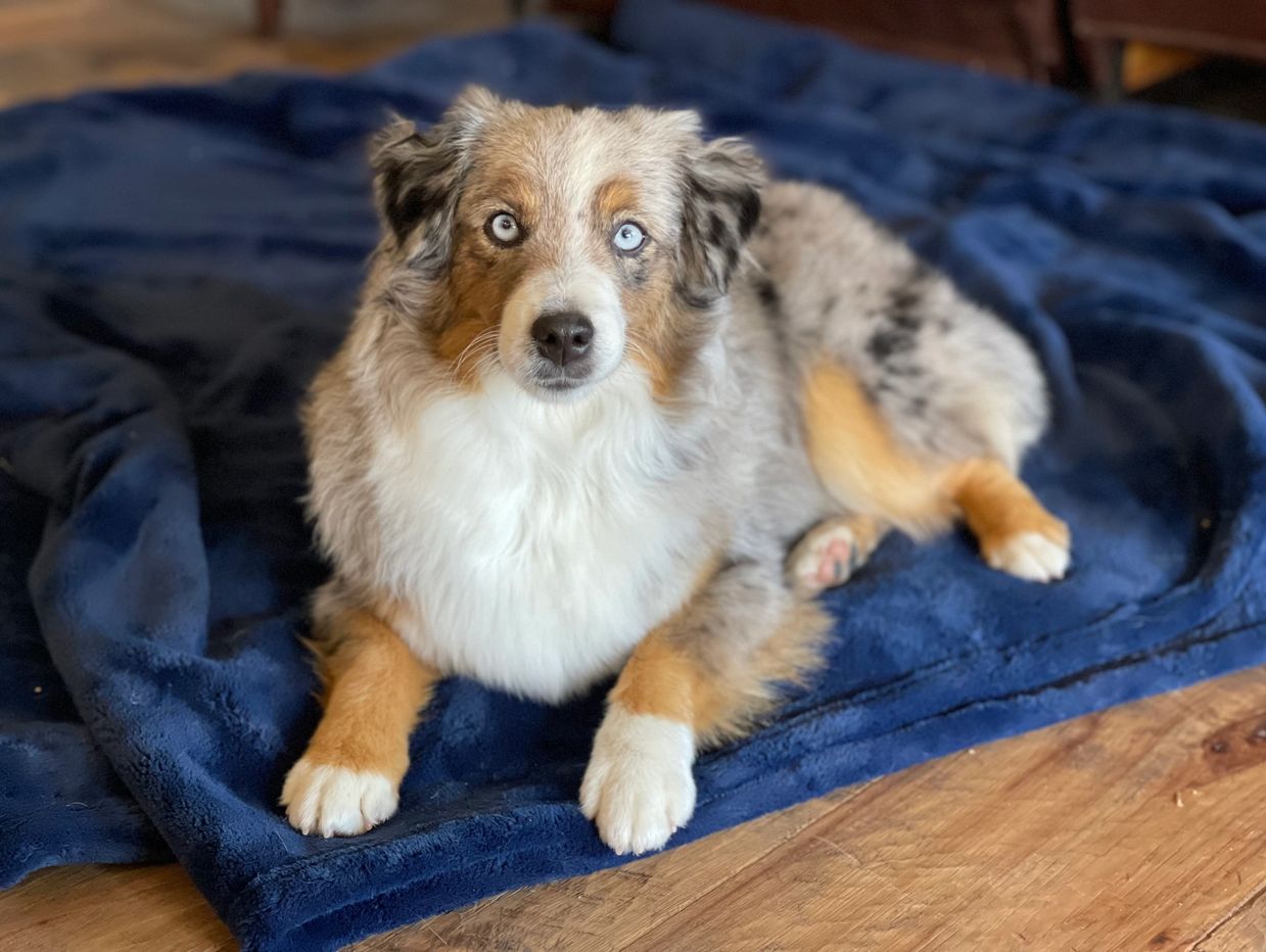 Flyn-M- Toy & Mini Aussies