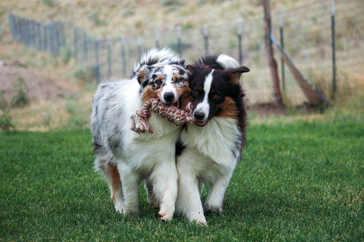 Blue merle and black tri Australian shepherds with tails running in the grass holding rope toy