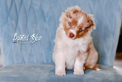 Red merle miniature Australian shepherd puppy with a tail sitting on blue chair with her head tilted