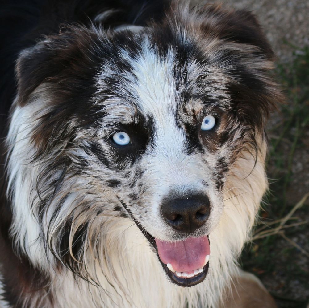 Painted Blue Aussies - Australian Shepherd