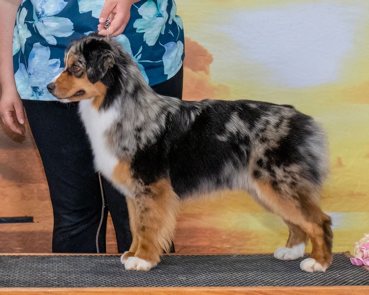 Toy Australian Shepherds - Double H Toy/Mini Farm