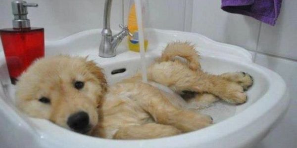 Dog bathing in refinished sink. 