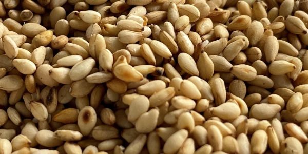 Close-up of a pile of beige pine nuts.