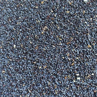 Close-up of a large pile of small, round black seeds or berries.