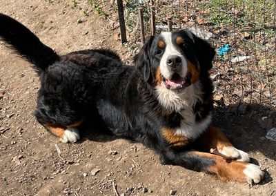 About Bernese MTN. Dogs