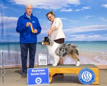 Dog show winner with handler and judge.