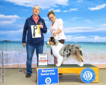 Dog winning at a city kennel club event.