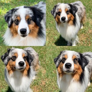 Collage of a blue merle Australian Shepherd outdoors.
