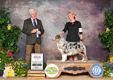 Woman and man posing with a champion dog at a dog show.