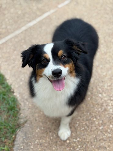 Happy tricolor dog with tongue out looking up joyfully.