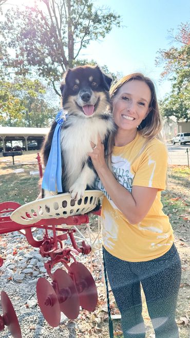 Mini Aussie shepherd, mini American shepherd, black tri Australian shepherd NEAR ME TEXAS California