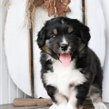 Mini Aussie shepherd, mini American shepherd, black tri Australian shepherd NEAR ME TEXAS