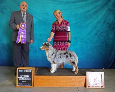 Dog wins Best of Breed in a dog show.