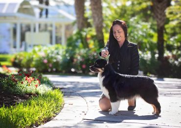 Mini Aussie shepherd, mini American shepherd, black tri Australian shepherd NEAR ME TEXAS California