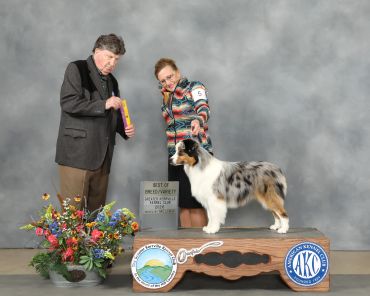 Australian Shepherd winning Best of Breed award at dog show.
