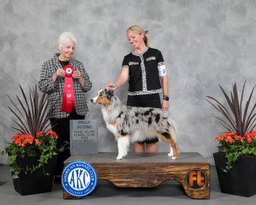 Australian Shepherd wins second place at dog show.
