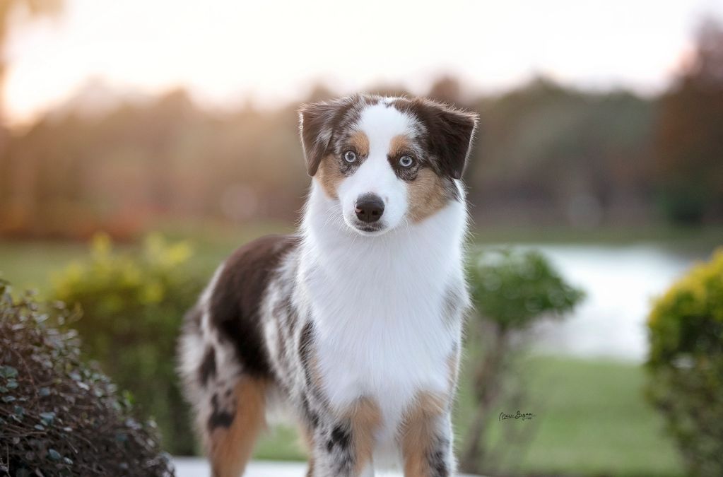 Blue merle, Aussie, Mini Aussie, available, near me in Texas, Miniature American Shepherd