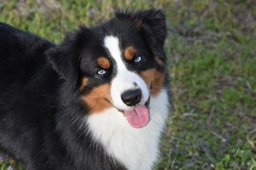 Mini Aussie shepherd mini American shepherd black tri Australian shepherd NEAR ME TEXAS