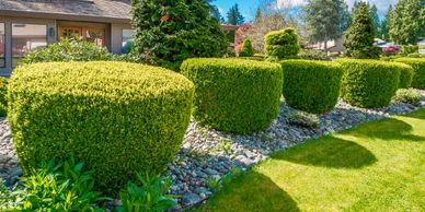 shrub maintenance Macclesfield