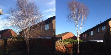 tree crowning Macclesfield