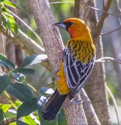 A vibrant yellow and black bird perched on a tree branch.