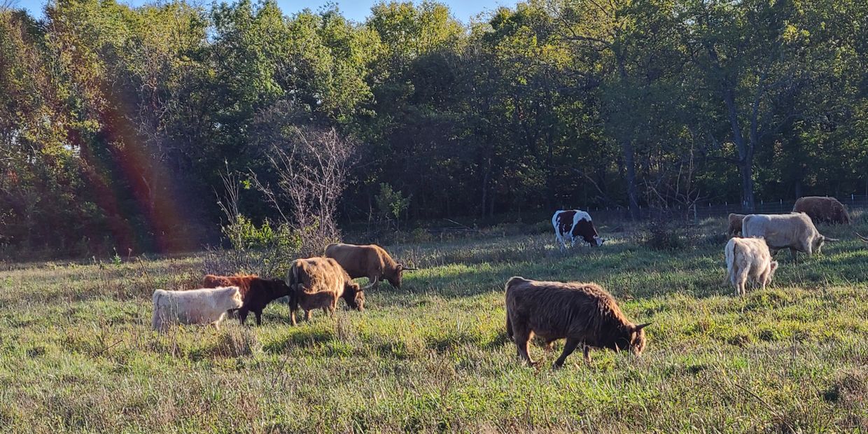 cow farm visit near me