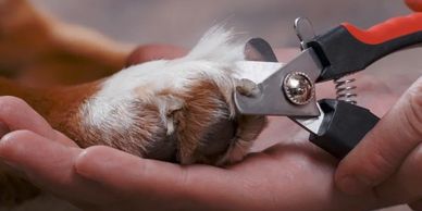 Dog getting nails trimmed.