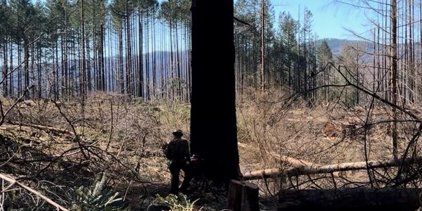 A person stands next to a large, charred tree in a burned forest area.