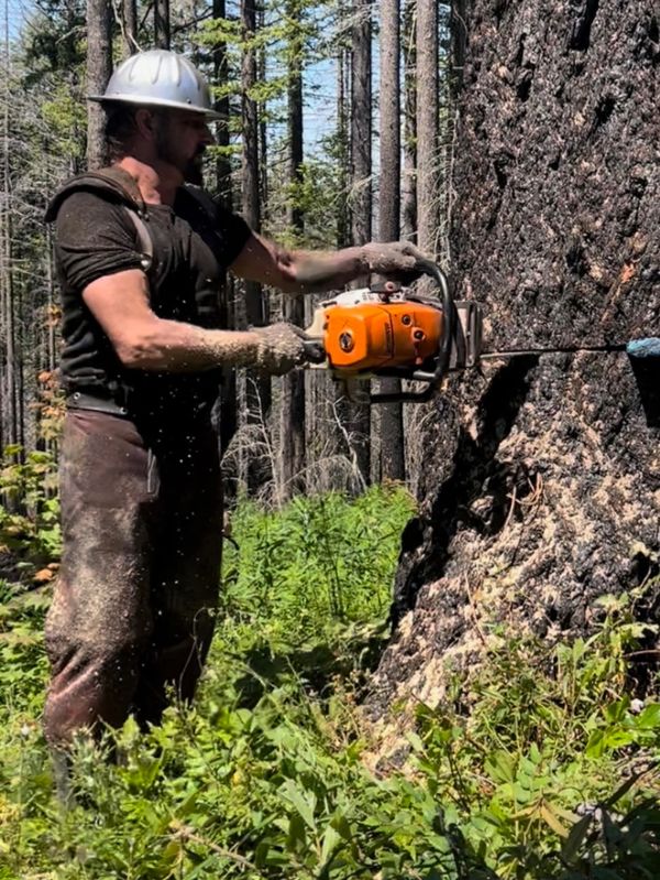 A man with a chainsaw cutting a large tree in a forest.