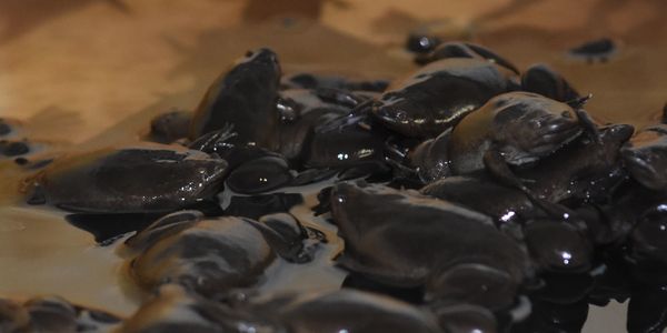 Xenopus tropicalis on floating islands in tanks